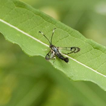 Synanthedon albicornis