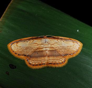 Drapetodes mitaria