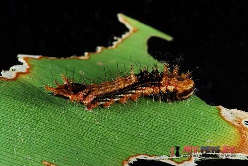 Drapetodes mitaria
