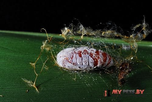 Drapetodes mitaria