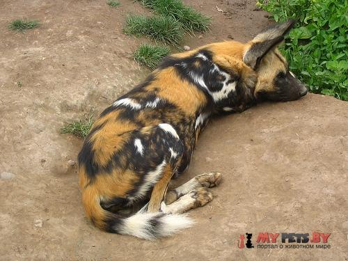 African wild dog