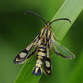 Chamaesphecia tenthrediniformis
