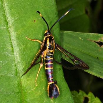 Carmenta texana