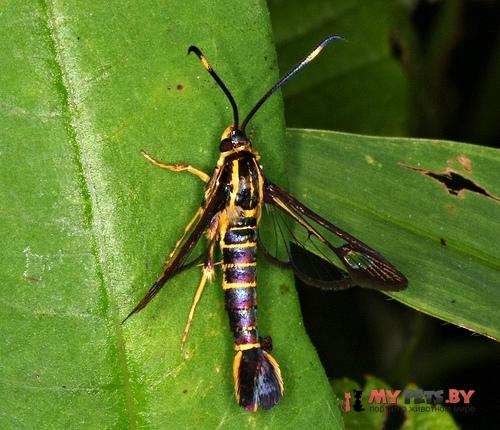 Carmenta texana