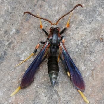 Podosesia syringae