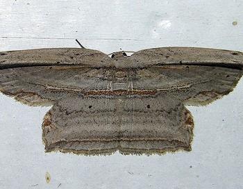 Phalacra buchsbaumi