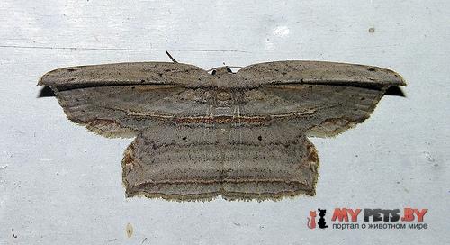 Phalacra buchsbaumi