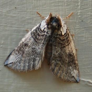 Euthyatira semicircularis