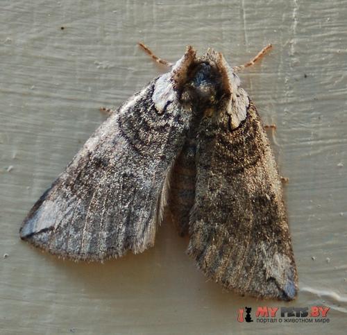 Euthyatira semicircularis