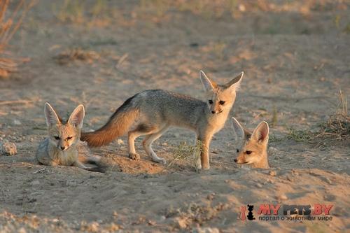 Cape fox