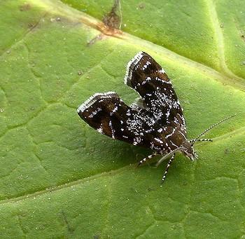 Prochoreutis sehestediana