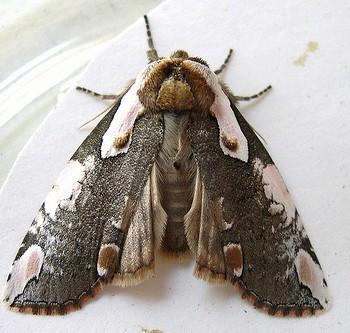 Euthyatira pudens