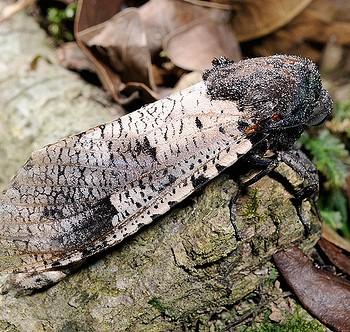 Xyleutes strix