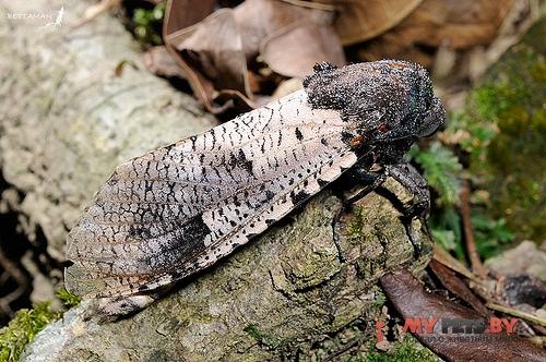 Xyleutes strix