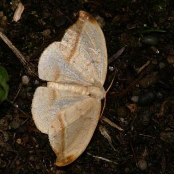 Callidrepana palleola