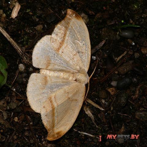 Callidrepana palleola