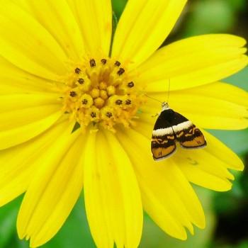Choreutis xanthogramma