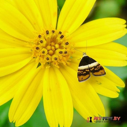 Choreutis xanthogramma