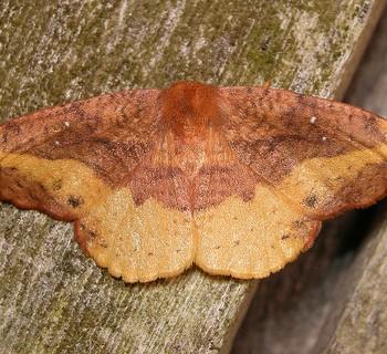 Oreta rosea
