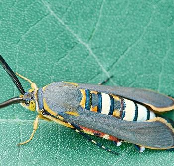 Melittia gloriosa