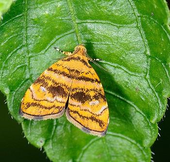 Choreutis amethystodes