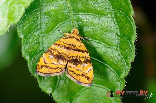 Choreutis amethystodes