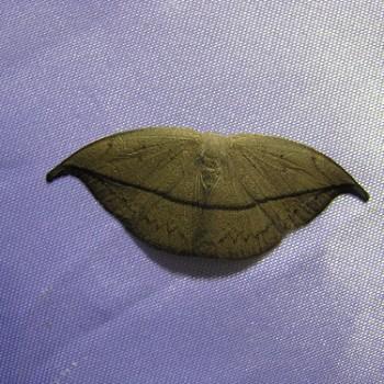 Albara reversaria
