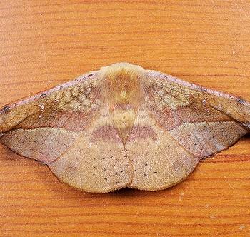 Oreta brunnea