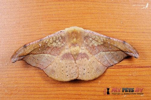 Oreta brunnea