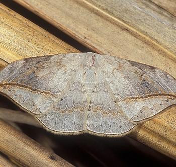 Drepana dispilata