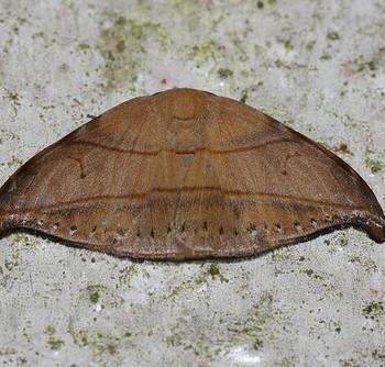Nordstromia coffeata