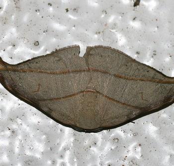 Nordstromia duplicata