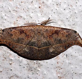 Canucha specularis