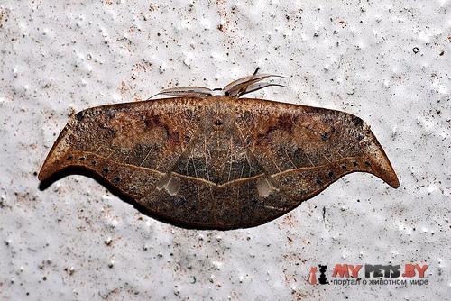 Canucha specularis