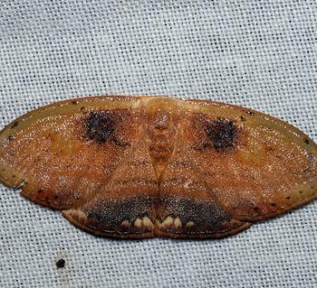 Callidrepana pulcherrima