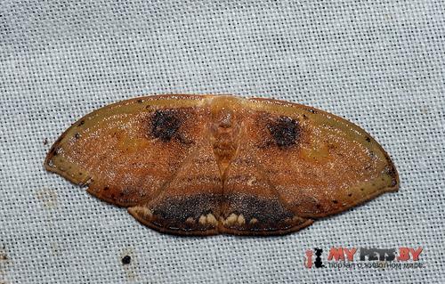 Callidrepana pulcherrima