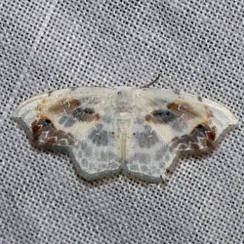 Leucoblepsis renifera