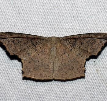 Strepsigonia robusta