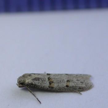 Symmocoides don