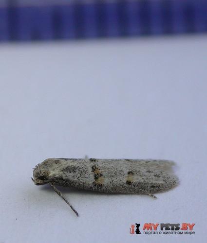 Symmocoides don