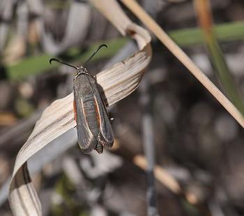 Melittia snowii