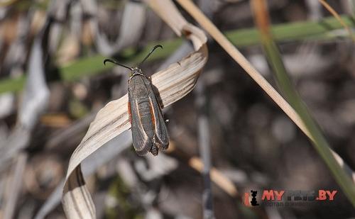 Melittia snowii