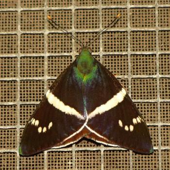 Castniomera atymnius