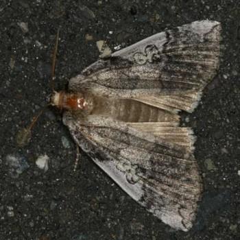 Tethea albicostata
