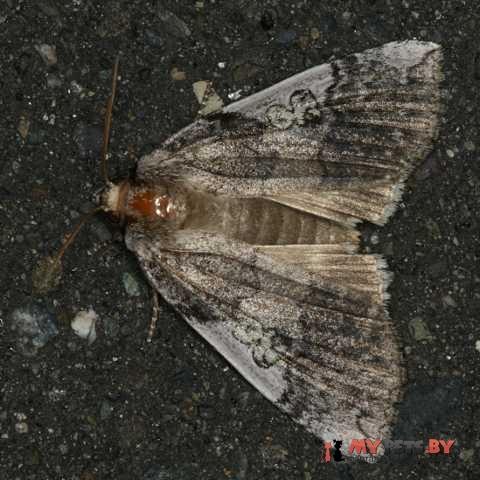 Tethea albicostata
