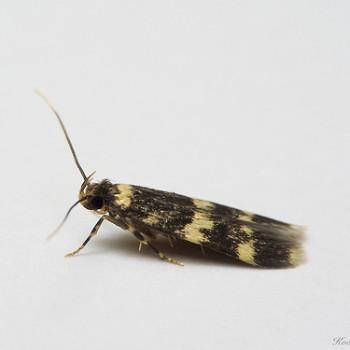 Oegoconia deauratella