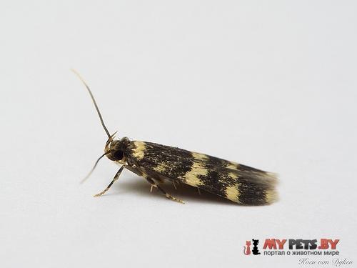 Oegoconia deauratella