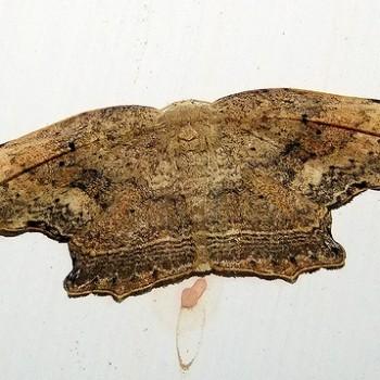 Phalacra strigata