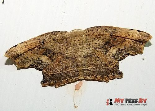 Phalacra strigata