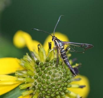 Carmenta bassiformis